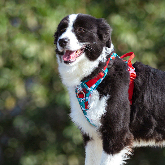 Dog Walking Vest-Style Chest Harness Adjustable For Large Dogs