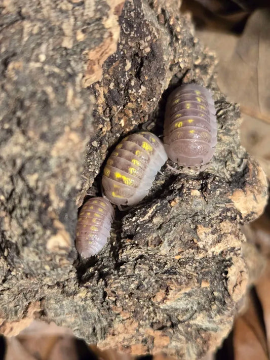 Armadillidium Granulatum T+ Albino