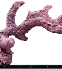 Tropic Eden Morroca Rock - Regular Branch 10-12"