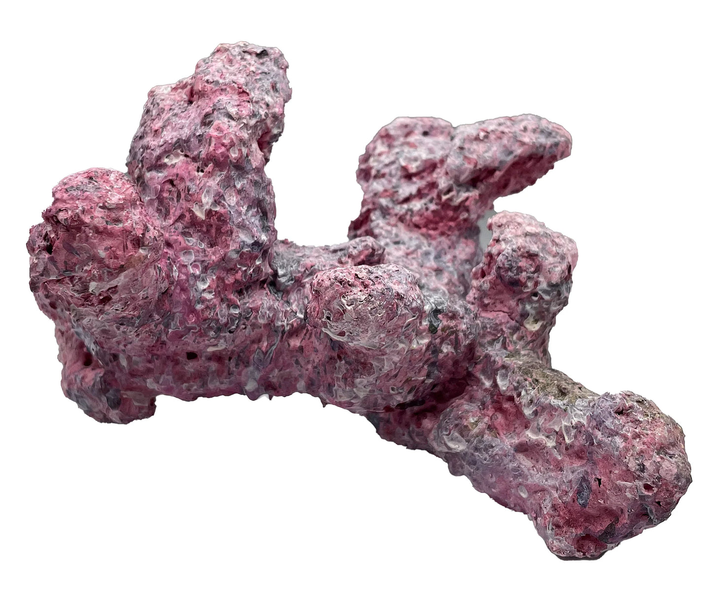 Tropic Eden Morroca Mini - ONE Piece (.8-1lbs)