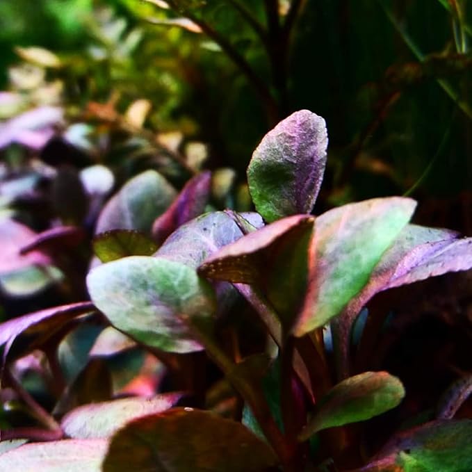 Dwarf Lobelia Cardinalis Live Aquarium Plant Bare Root Freshwater Aquascape Easy Foreground