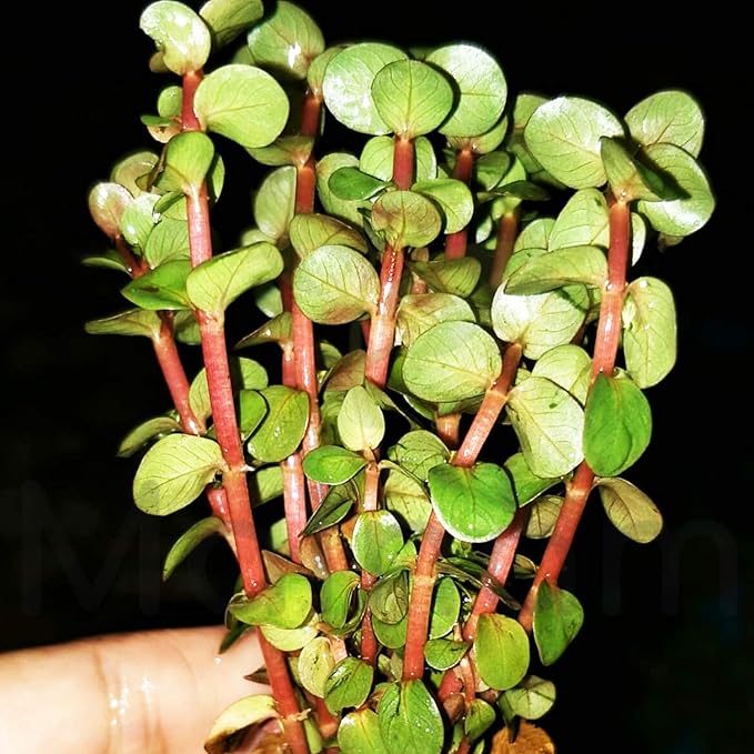 Rotala Indica Red Live Aquarium Plant | Small Bare Root Stem Plant for Freshwater Aquascape