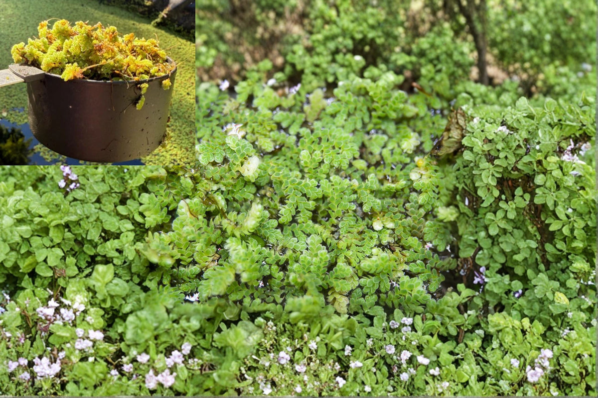 Azolla Mosquito Fern (1 Cup) – Fast Growing Floating Aquarium & Pond Plant, Natural Water Filter