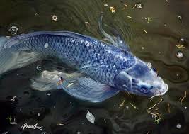 BLUE KOI