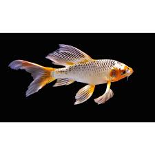 BUTTERFLY FIN KOI