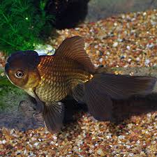 CHOCOLATE FANTAILS