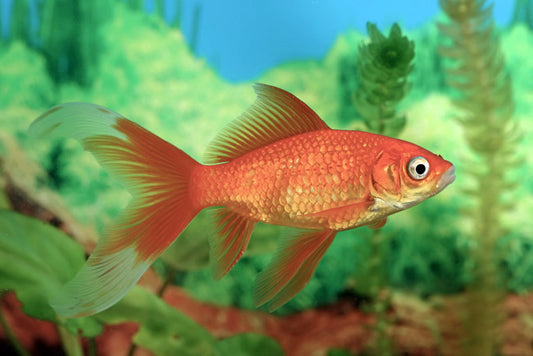 POND COMETS