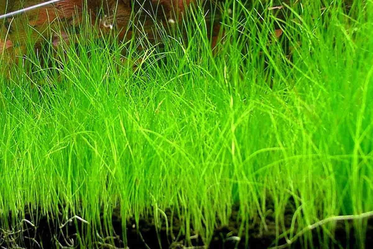 Dwarf Hairgrass Live Aquarium Plant Bare Root | Freshwater Carpet Plant for Aquascaping | Eleocharis parvula
