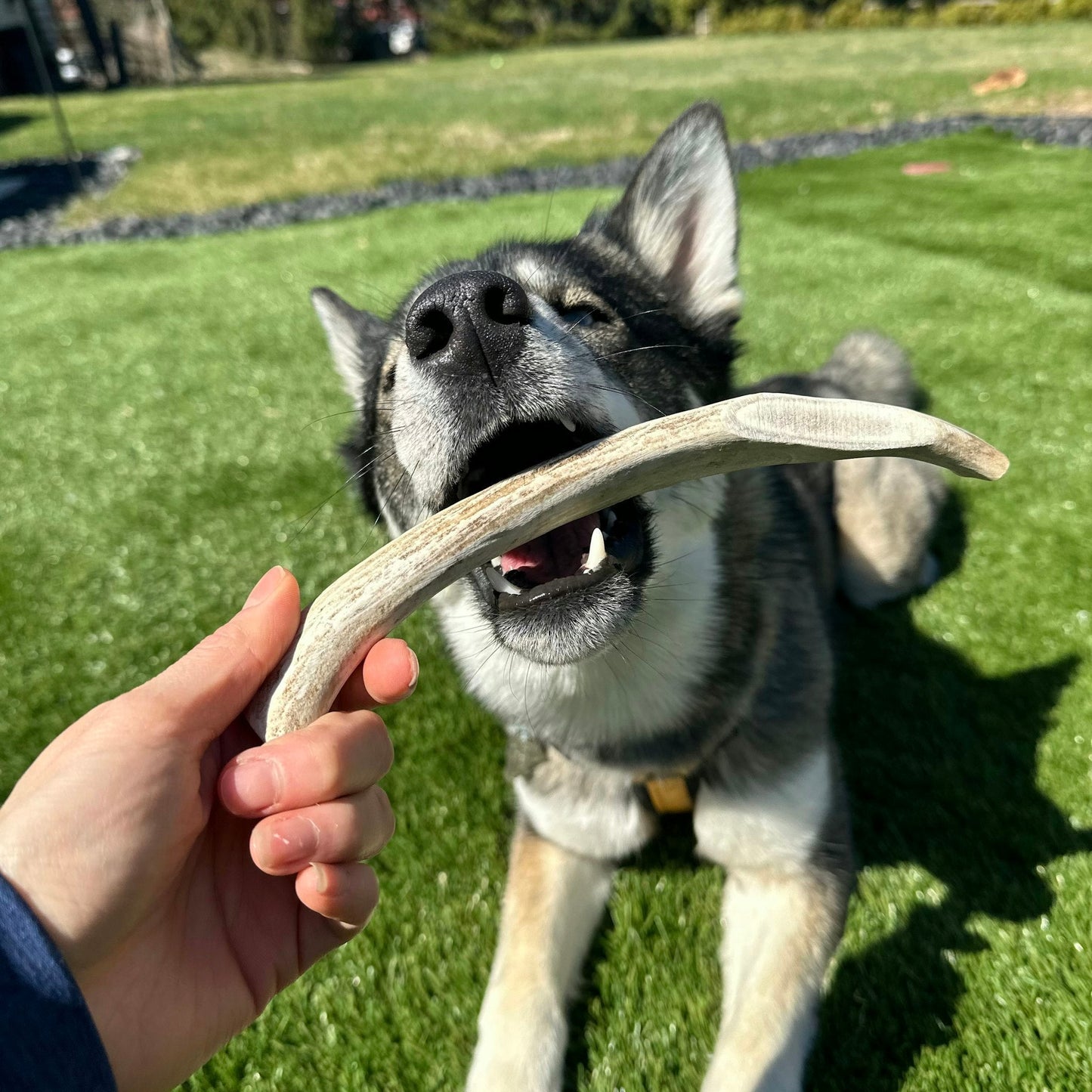 Split Reindeer Antlers for Dogs | Antler Dog Chews for Aggressive Chewers