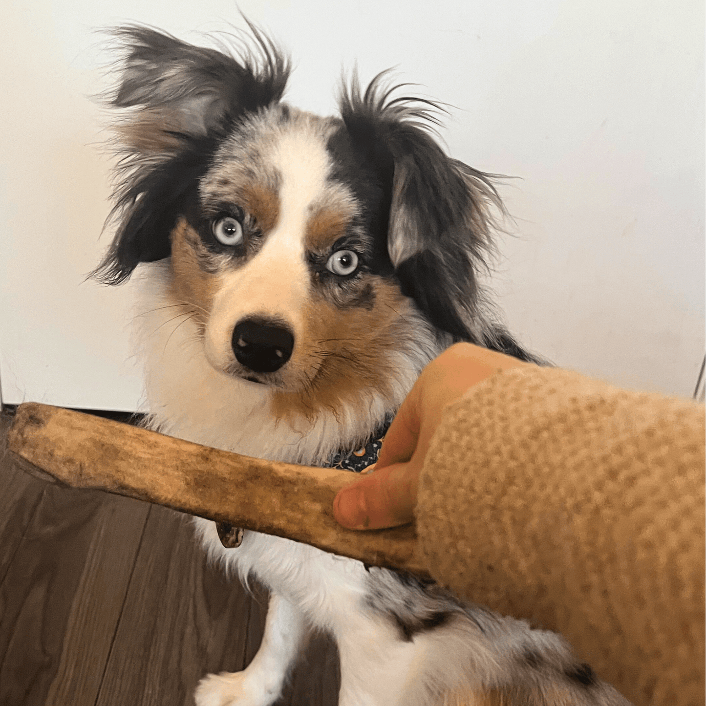 Whole Reindeer Antlers for Dogs | Antler Dog Chews for Aggressive Chewers