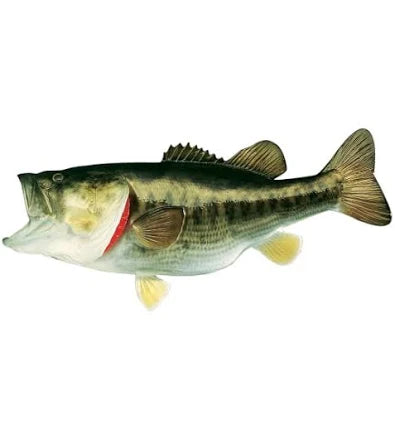 Miscellaneous Fish