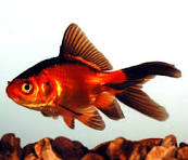 RED/BLACK FANTAILS