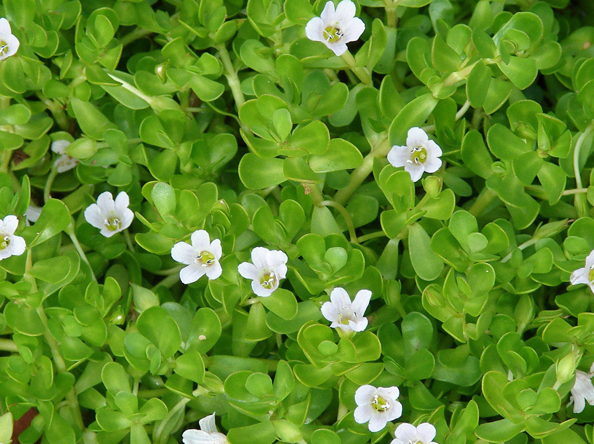 Live Bacopa monnieri Plants β Medicinal Herb, Edible Water Hyssop, Brahmi, Rau ΔΔng, Wetland & Aquarium Plant