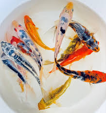 STANDARD FIN KOI