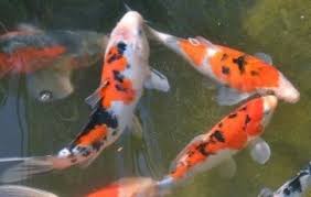 TRI-COLOR KOI