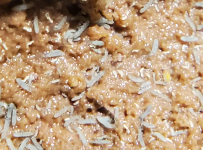 100+ Blue Podura Springtails (Proisotoma Minuta)