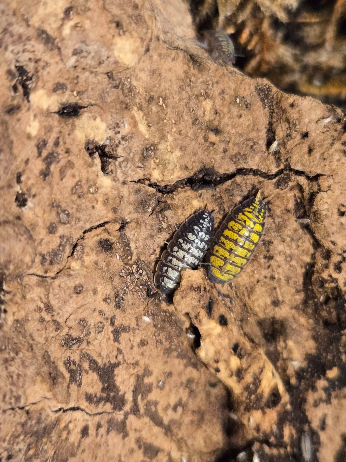 Porcellionides virgatus "Big Pine Key"