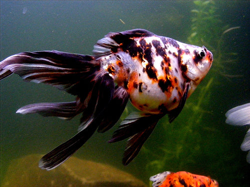 ASSORTED FANTAILS (Mix of Red and Calico Fantails)