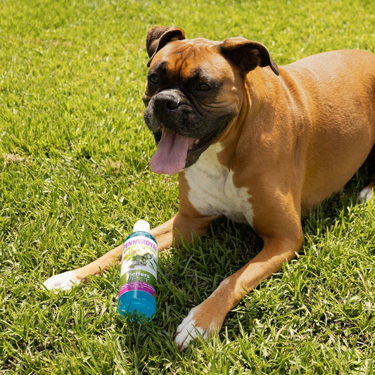 Jeffers Natural Flea & Tick Pennyroyal Dog Shampoo - Aids in Repelling Fleas, Ticks, Flies & Mosquitos