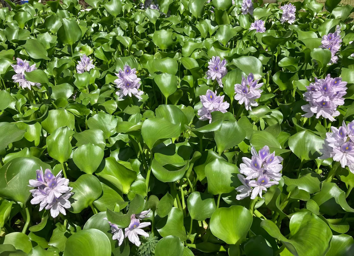 Medium Water Hyacinth Pond Plants - 3 Live Floating Eichhornia crassipes for Ponds & Aquariums