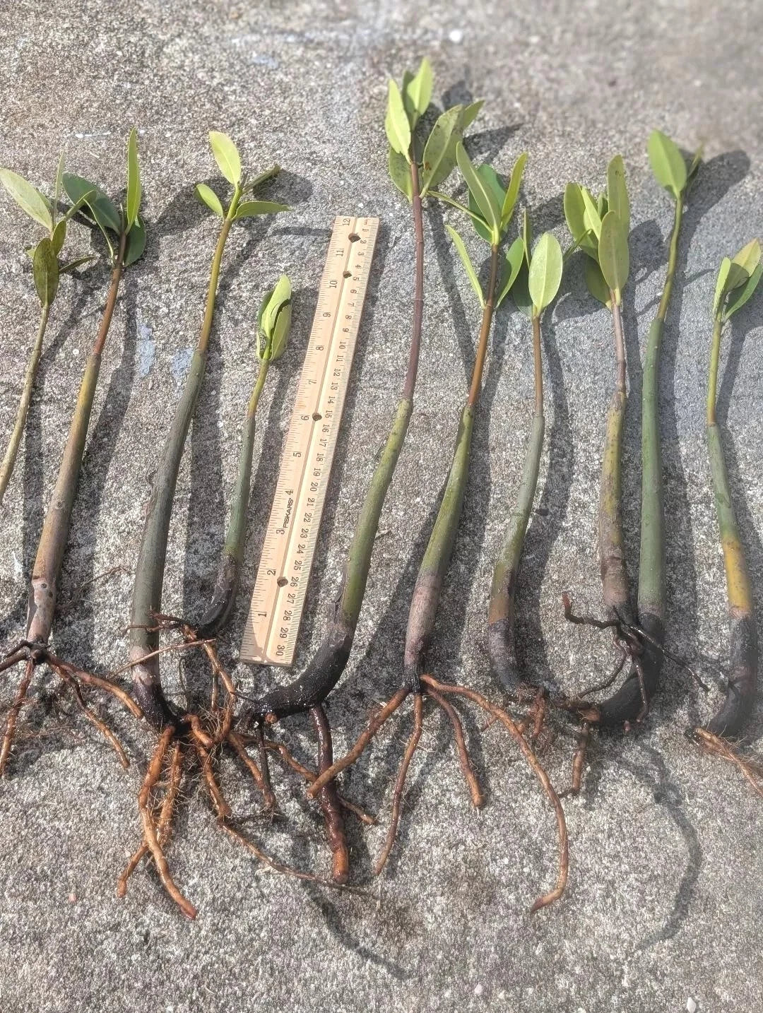 Live Red Mangrove Plants - 5 Pack, Rhizophora mangle, Rooted with Leaves, Coastal Landscaping & Aquarium Plants