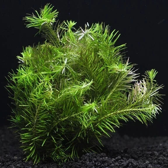 Rotala Nanjenshan Live Aquarium Plant – 7 Stems, Freshwater, Easy to Care, Rotala sp.