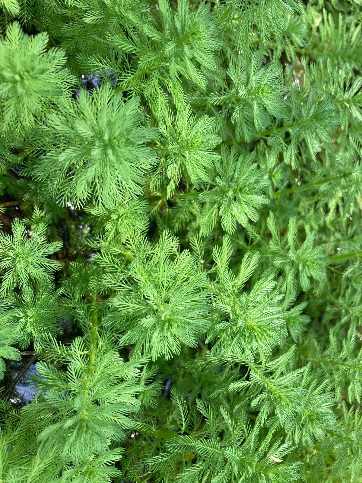 25 Parrot Feather Aquatic Plants - Myriophyllum aquaticum - Hardy Perennial for Ponds & Aquariums