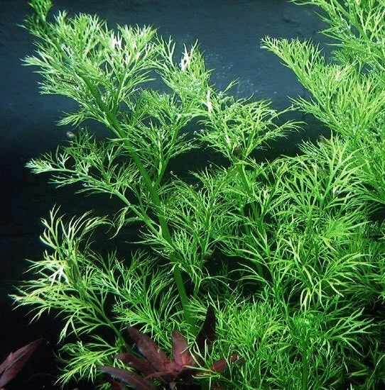 Water Sprite Live Aquarium Plant - Easy Ceratopteris thalictroides for Pond & Aquarium, Floating & Submerged