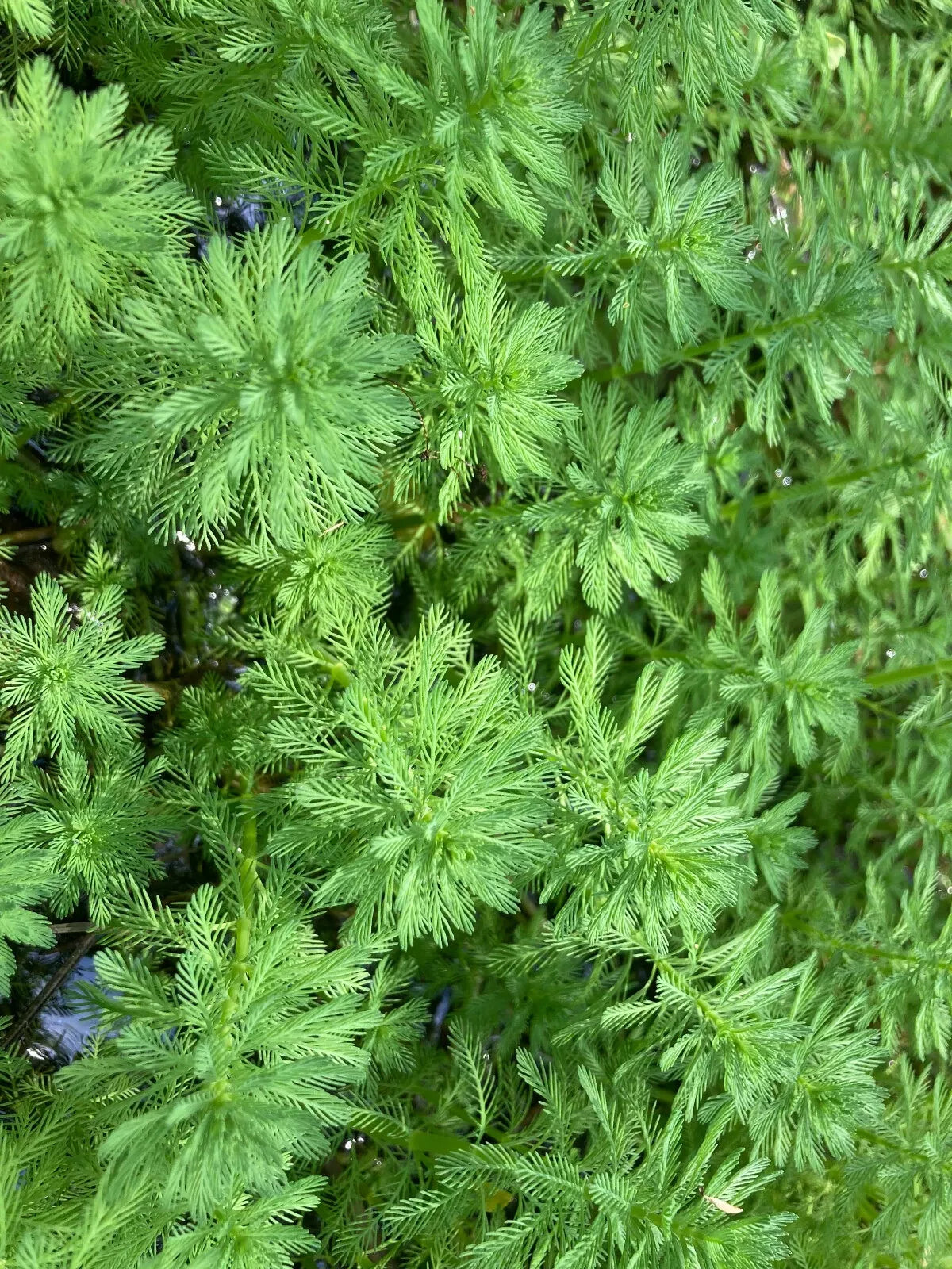 Parrot Feather Aquatic Plants 15 Pack - Myriophyllum aquaticum for Ponds & Aquariums