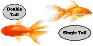 ASSORTED GOLDFISH (Mix of Straight-Tail Varieties)