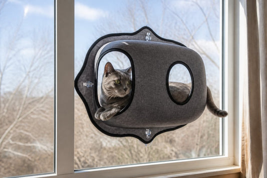 How to Entertain Indoor Cats: A 2026 Guide