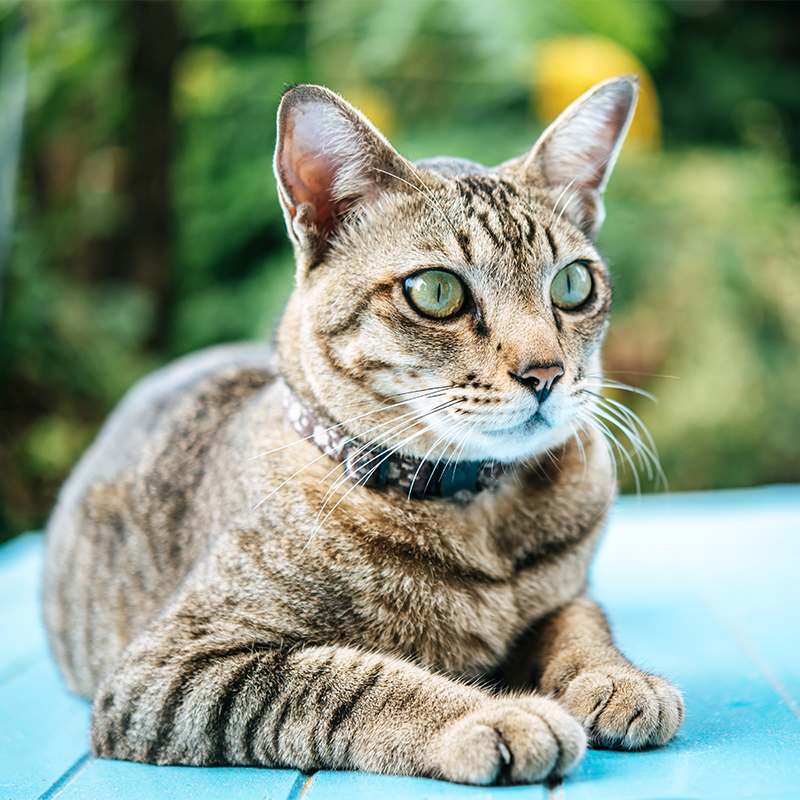 Cat Collars