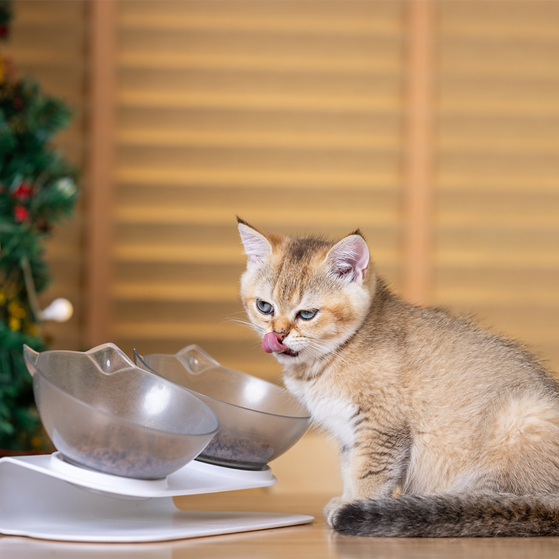 Cat Bowls