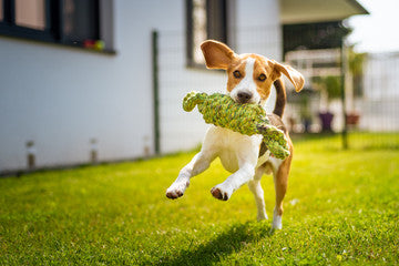 Dog Rope Toys