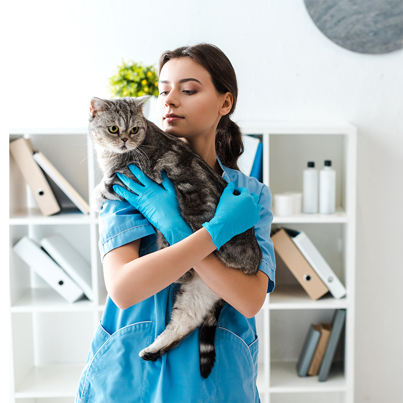 Cat Supplements And Treatments
