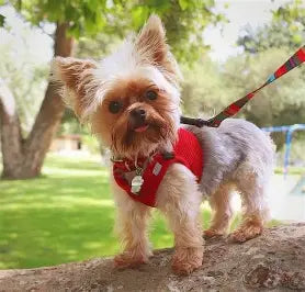 Pet Harnesses