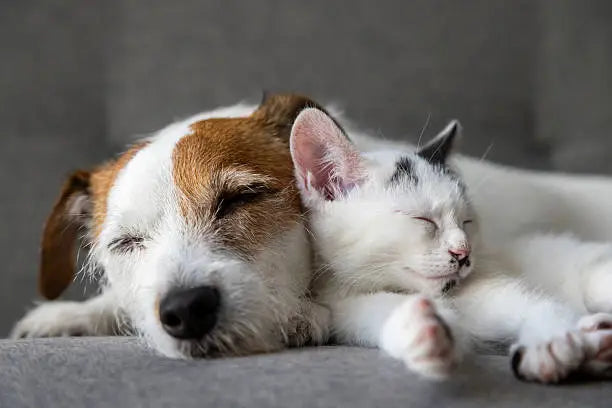 Elevate Pet Supply