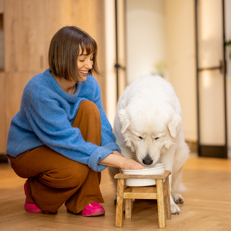 Dog Bowls & Feeders