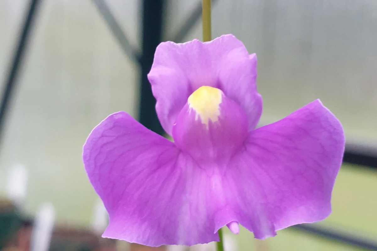 Utricularia longifolia Seeds, Tropical Carnivorous Bladderwort, Aquatic Plant, Flowering Carnivorous Seeds for Aquariums & Terrariums