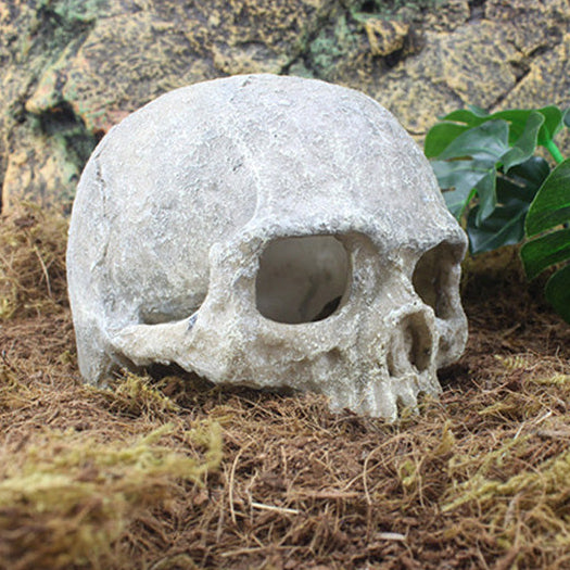 Weathered Ancient Skull Hide