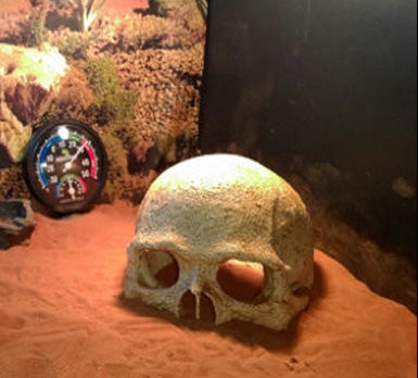 Weathered Ancient Skull Hide