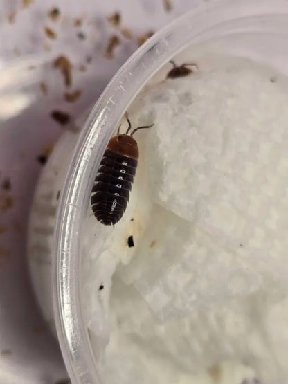 Armadillidium flavoscutatum