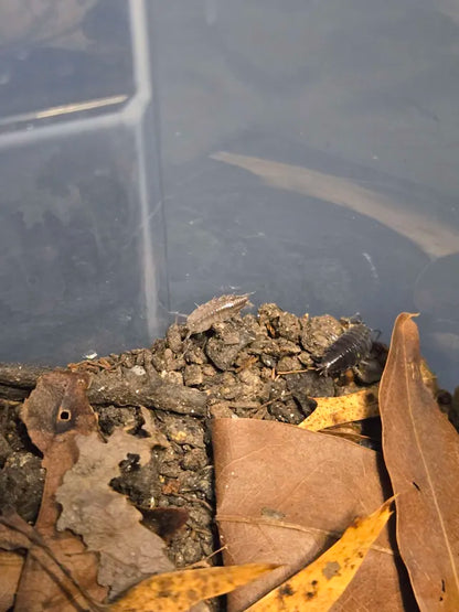 Porcellionides sexfasciatus