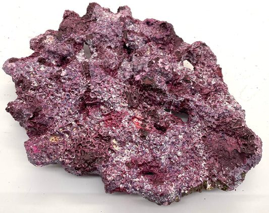 Tropic Eden Morroca Shelf Rock