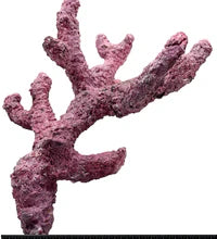 Tropic Eden Morroca Rock - Regular Branch 10-12"