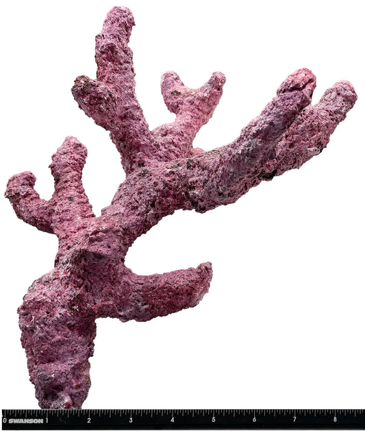 Tropic Eden Morroca Rock - Regular Branch