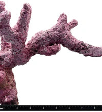 Tropic Eden Morroca Rock - Regular Branch 10-12"