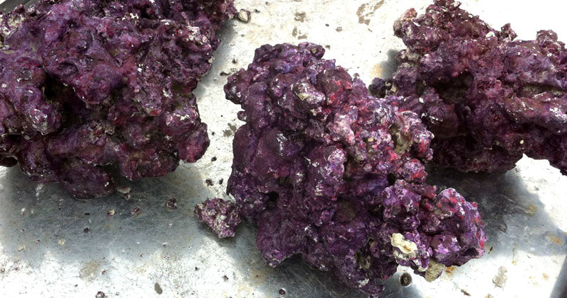 Real Reef DRY LIVE Rock (sold per pound)