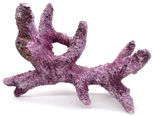 Tropic Eden Morroca Rock - Kraken Branch