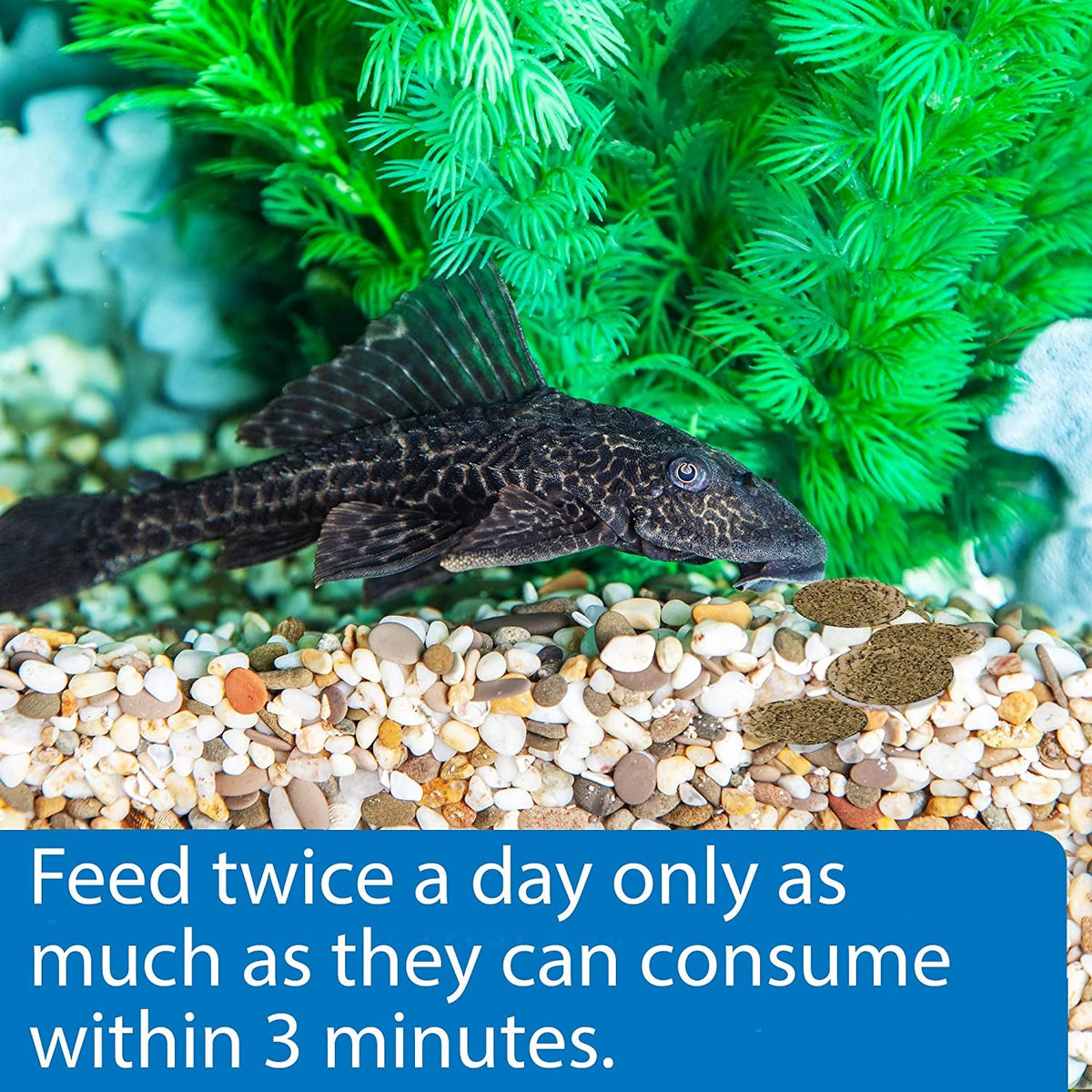 ALGAE EATER WAFERS Algae Wafer Fish Food